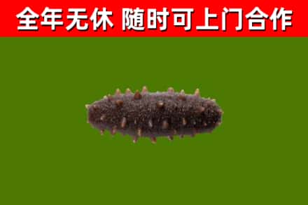 江岸回收海参干